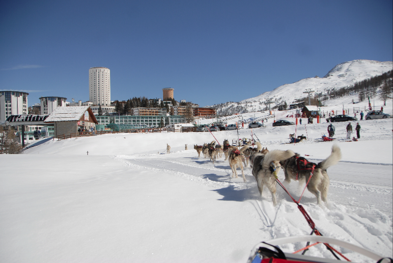 sled dog sestriere incentive